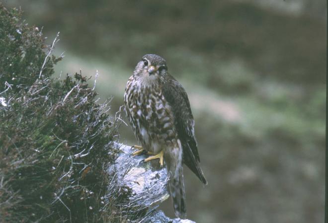 Merlin - image credit Jon Hickling