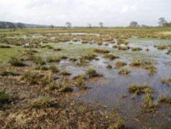 Wet grassland