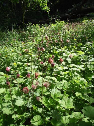 Water Avens - image credit Jon Hickling