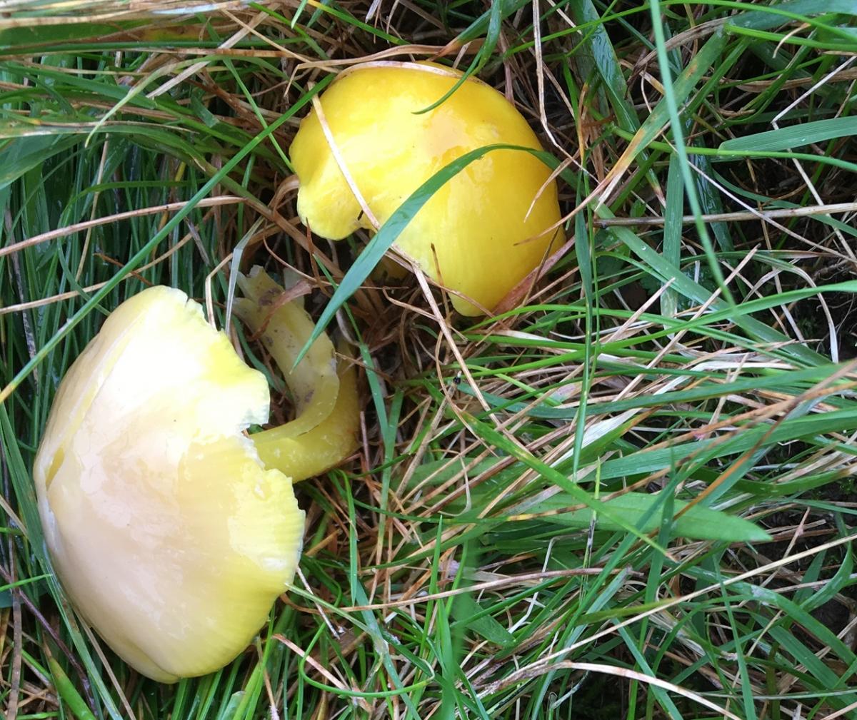 Yellow fungus_Forest of Bowland AONB Yellow fungus_Forest of Bowland AONB