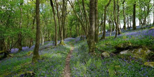 Trees, Woodland & Forestry