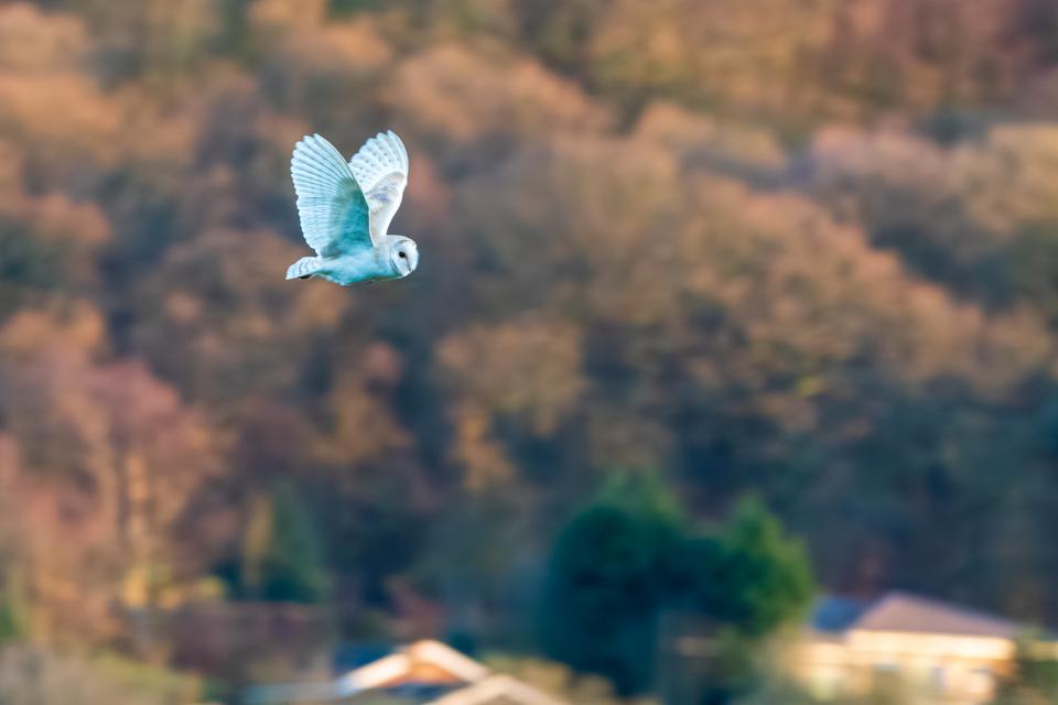 Sabden Barn Owl