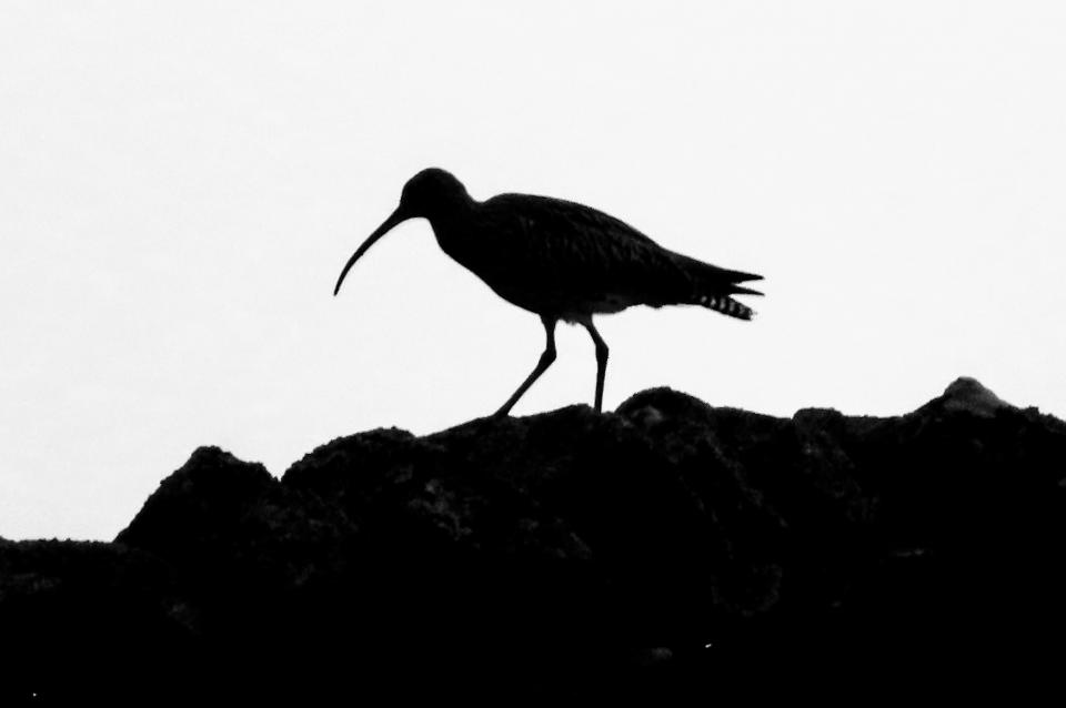 Curlew
