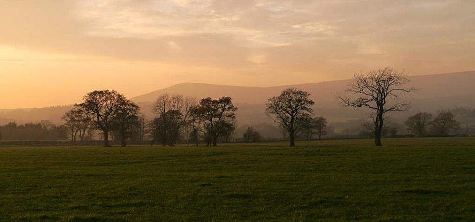 Autumn Trees in Bowland