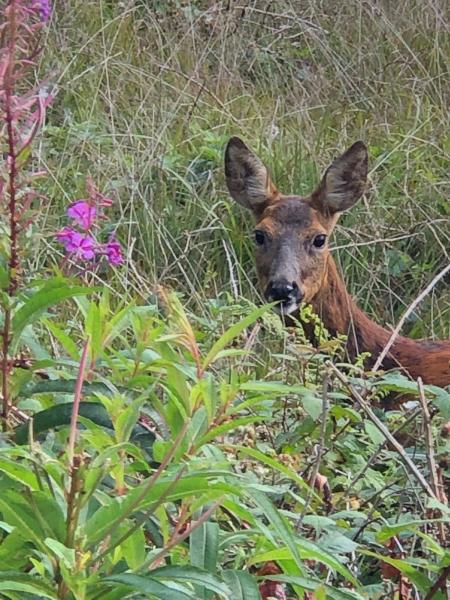 Oh deer! I've been spotted