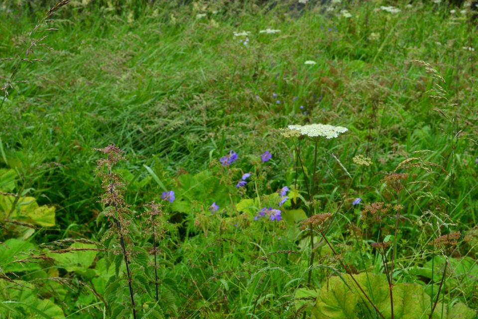 Wild meadow