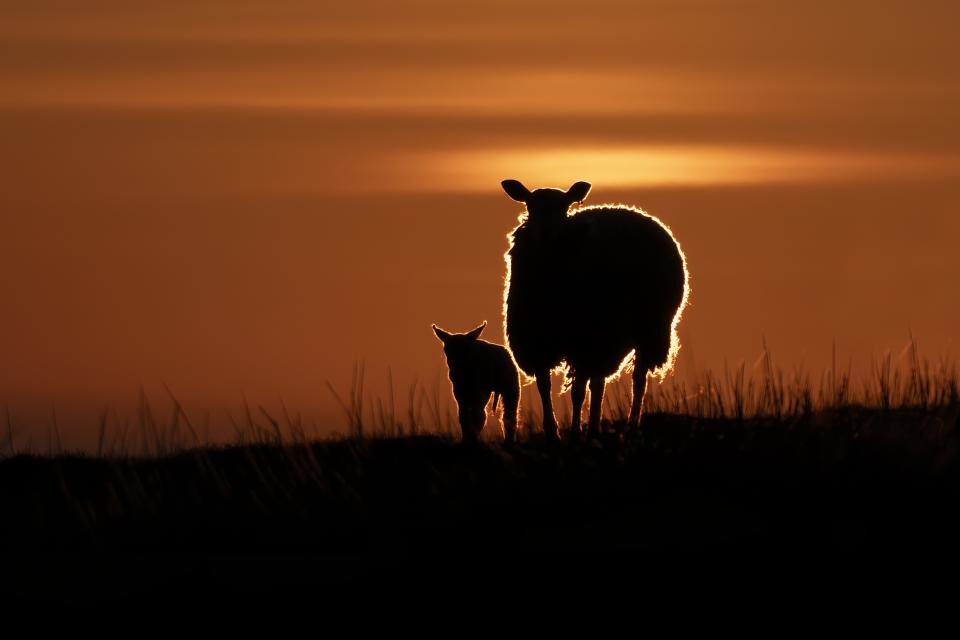 Early morning sunrise