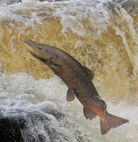 Leaping Salmon
