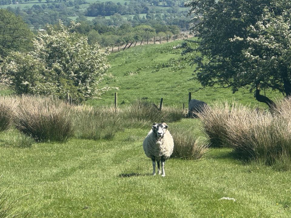 Who are Ewe?