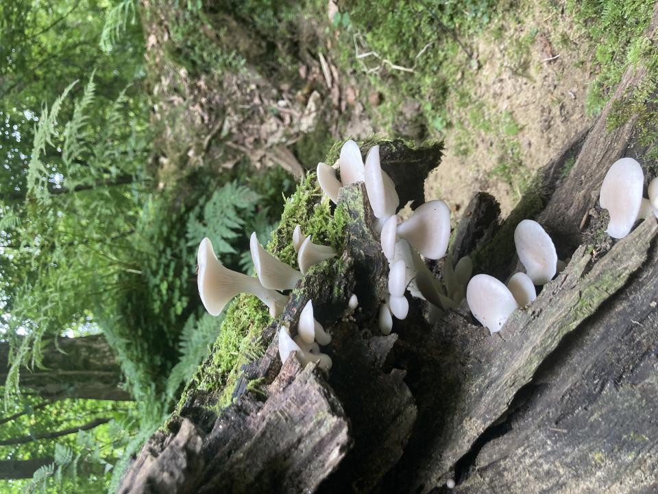 Oyster mushrooms.
