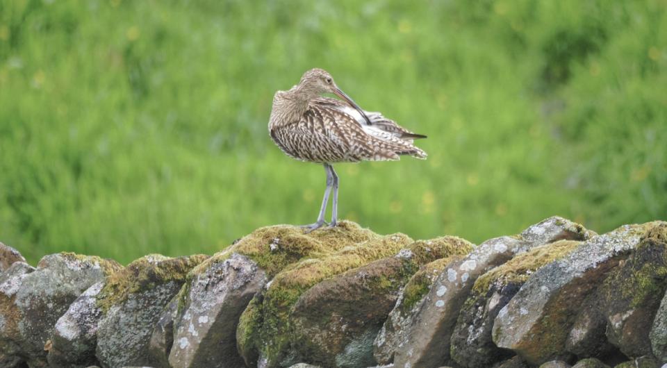 Curlew sitting on Drystone Wall