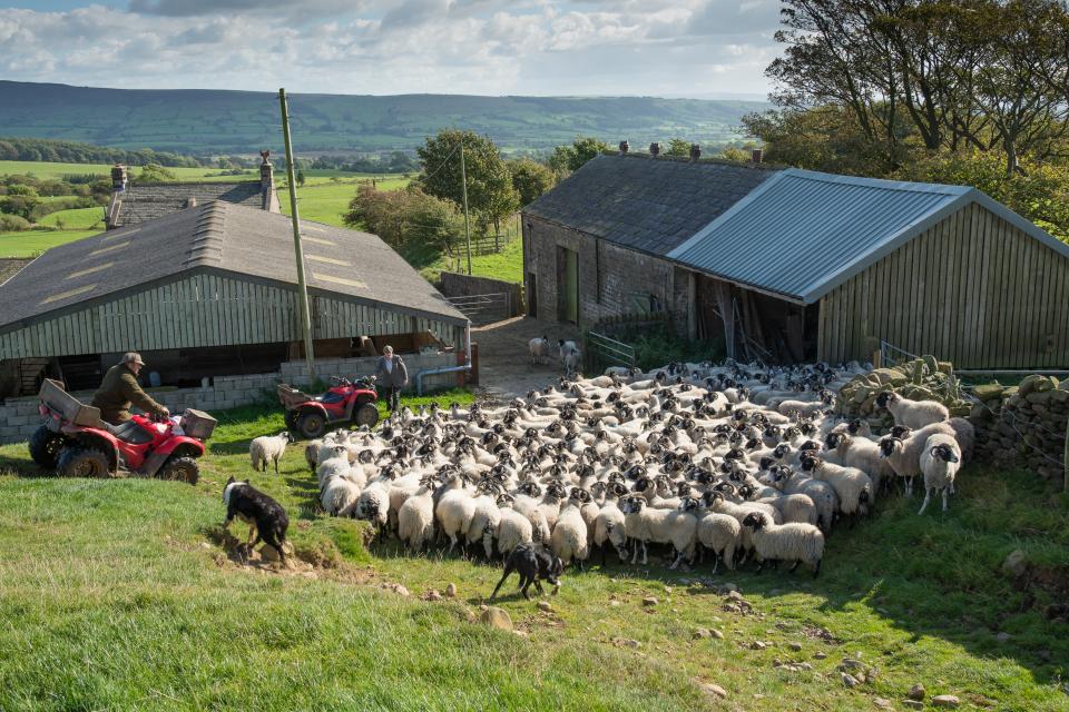 Gathering Swaledale ewes and lambs for shedding.
