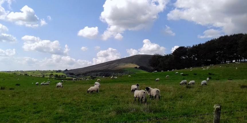 Sheep Grazing near Saddle Fell