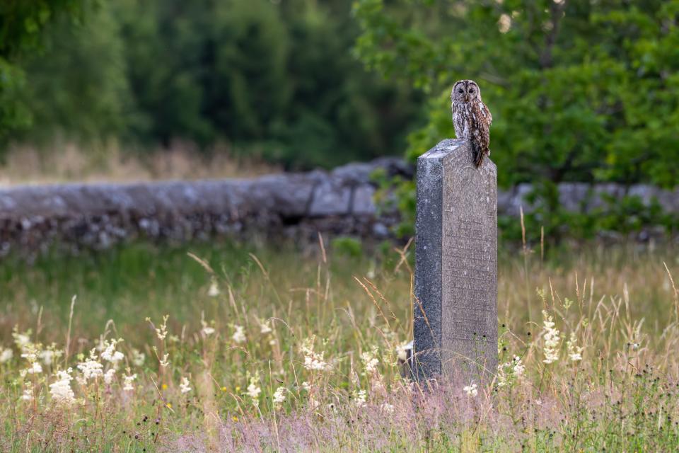 Tawny Graveyard