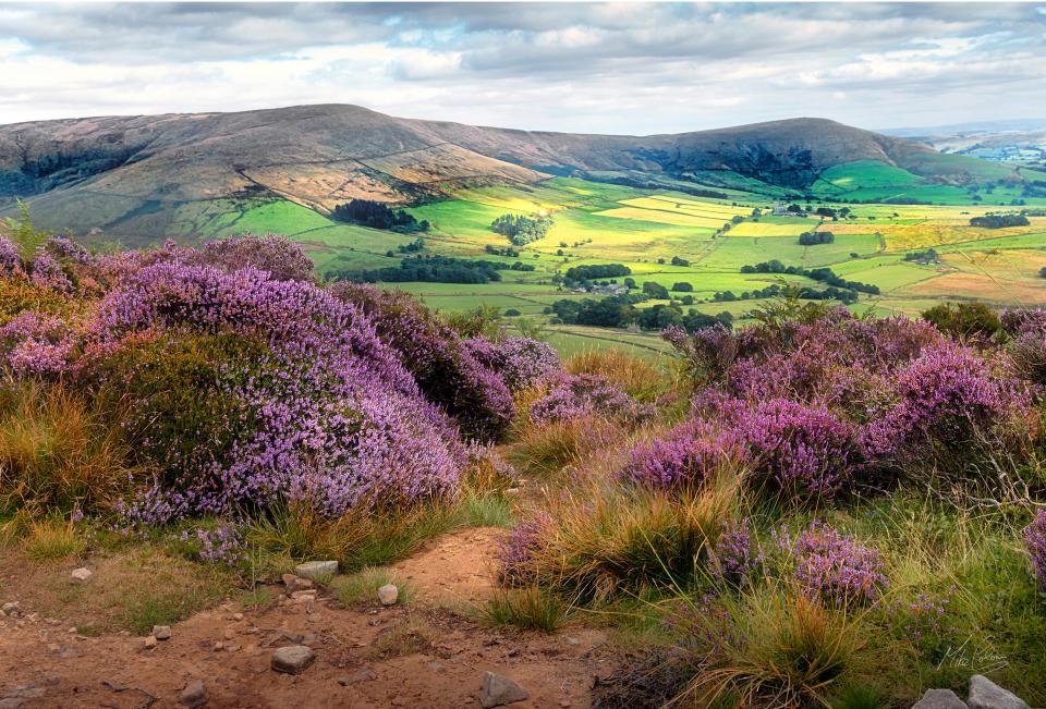 Purple and green.