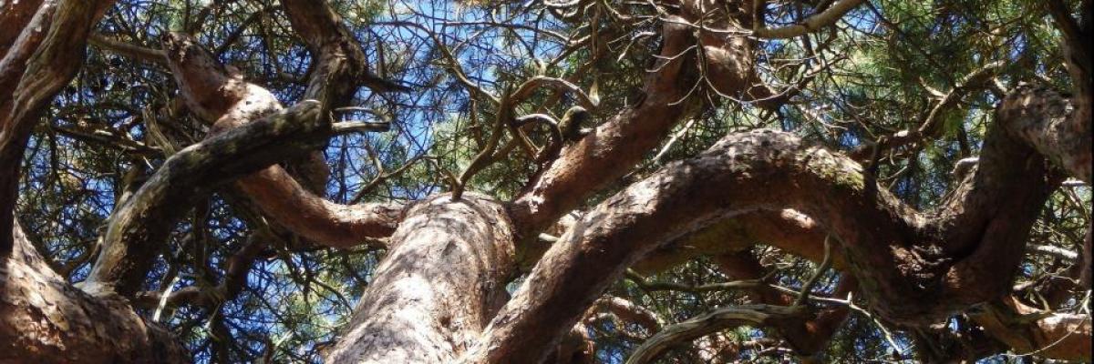 Conifer Tree in Gisburn Forest