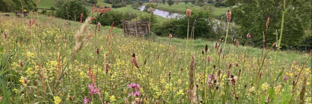 Hermitage Meadow, Crook O'Lune