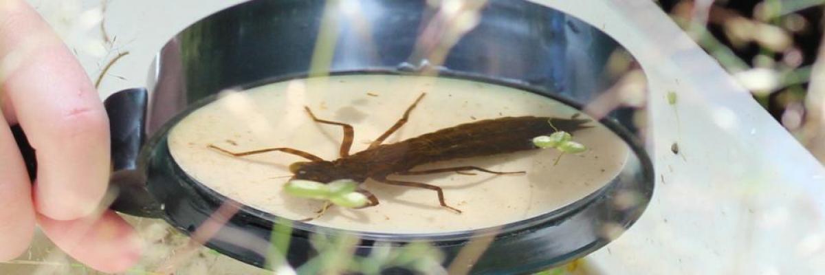 Dragon Fly Larvae