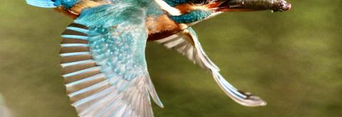 Fish supper © Gordon Yates