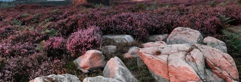 Evening Heather at Birk Bank © Jamie Rowe
