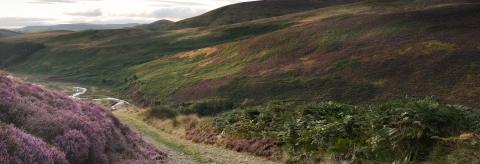 Bowland Gold  © Jamie Rowe