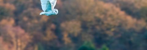 Sabden Barn Owl © Paul 