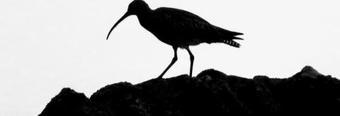 Curlew © Wayne Bowman
