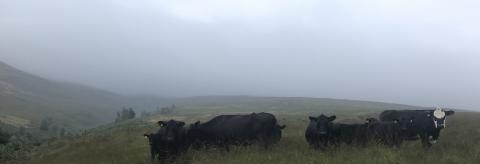 Cloudy skies and conservation grazers at work!! © Steve Taylor