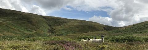 Countrybred Ewe on the moorland with her lambs what a place!! © Steve Taylor