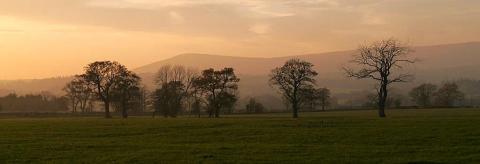 Autumn Trees in Bowland © Tony Openshaw