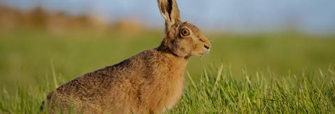 There's no greater privilege than sharing a meadow with a Brown Hare who continues to go about his business,... © Christine Armstrong