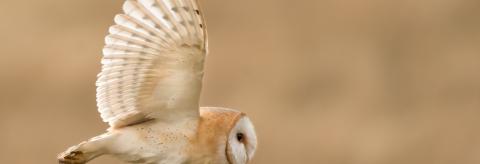 Barn Owl  © Tom Wilson 