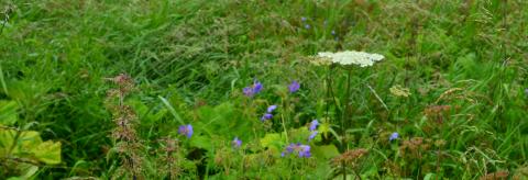 Wild meadow © Isabel Miller