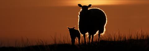 Early morning sunrise © Debra O'Connor