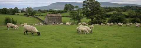 Our sheep grazing Riddings pasture with Pendle Hill in the background  © Sarah whitwell