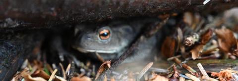 Toad  © Iona Connor