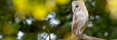 Bokeh Barnie © Mark Harder