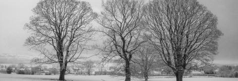 Winter Trees © Sarah Whitwell