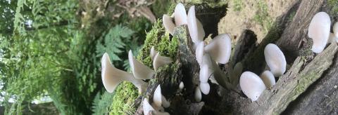 Oyster mushrooms. © Paul Shorrock 
