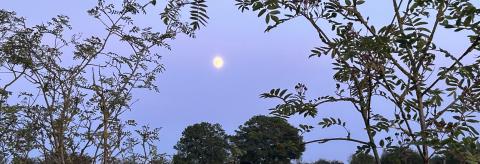 Under the Moon of Love © Julie Berry