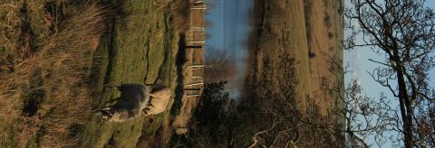 Splendid © Margaret Rice