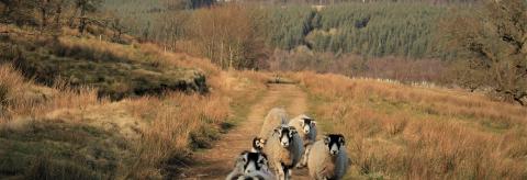 Farmer's Flock © Margaret Rice
