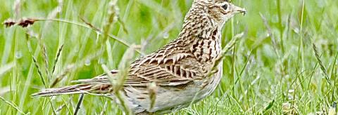 Skylark © Suzanne Nuttall