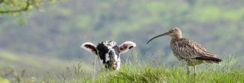 Curlew and the Inquisitive Lamb © Andrew Nuttall