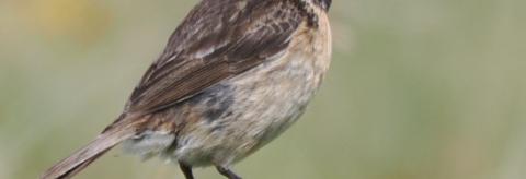 Stone Chat  © Andrew Nuttall