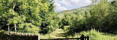 Gateway to the Forest  © Emily Nuttall