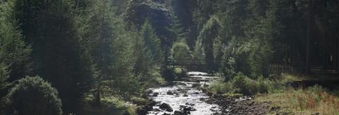 Langden Brook in the Sunshine  © Alice Nuttall