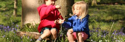 Bluebells © Sarah Whitwell