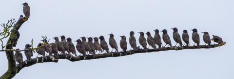 Starlings perched on a dull, wet morning. © John Eveson