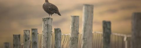 Post hopping © Debra O'Connor